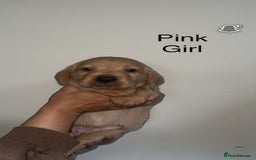 Labrador Retriever dogs for sale: Stunning Labrador Puppy's ( 4 girls, 3 boys ) - Image 30