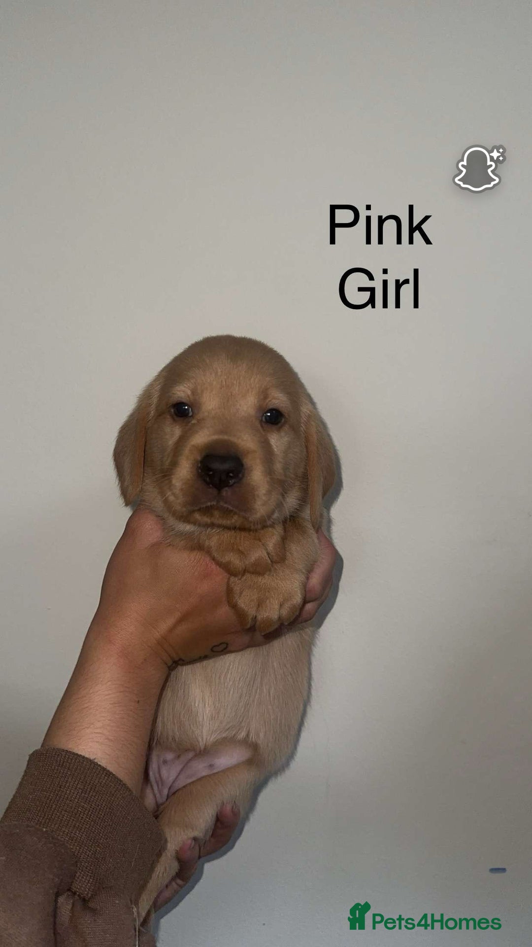 Labrador Retriever dogs for sale: Stunning Labrador Puppy's ( 4 girls, 3 boys ) - Image 30