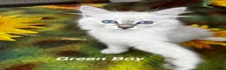 Siberian cats for sale: ❤️6 Beautiful Neva Masquerade x Ragdoll Kittens ❤️ - Advert 16