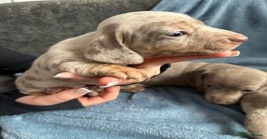 Miniature Dachshund dogs Special delivery 💙💕 - Advert 16