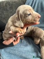 Miniature Dachshund dogs Special delivery 💙💕 - Advert 3