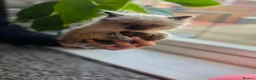Ragdoll cats for sale: 2 little Ragdoll kittens girls - Advert 3