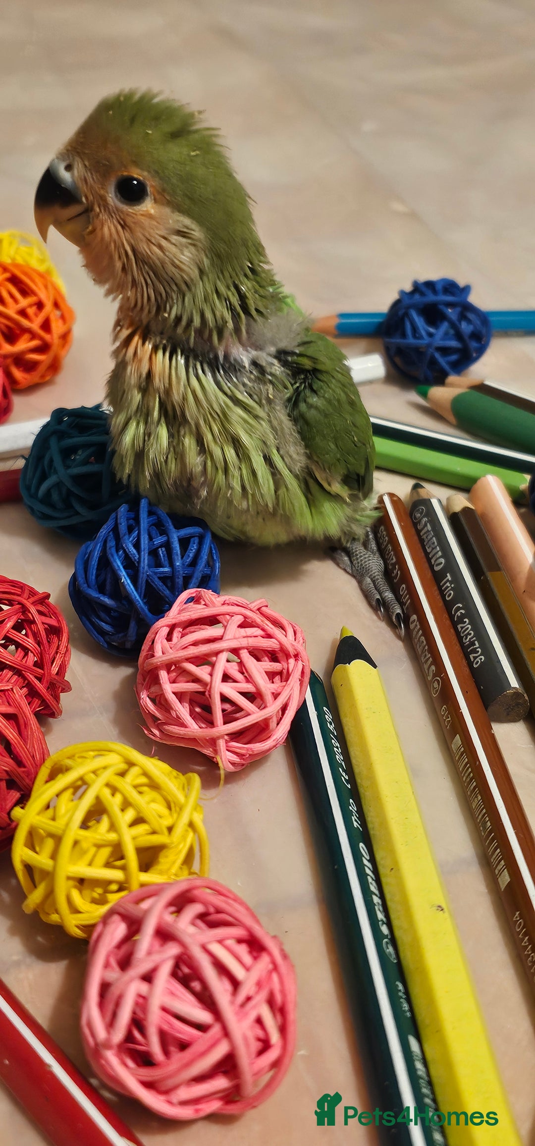 Lovebirds birds for sale: 3 Baby lovebirds - Advert 11