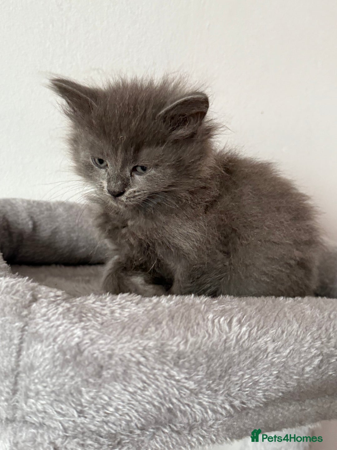British Shorthair cats for sale: Beautiful bred British shorthairs  - Image 31