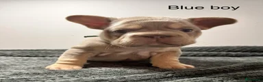 Blue boy