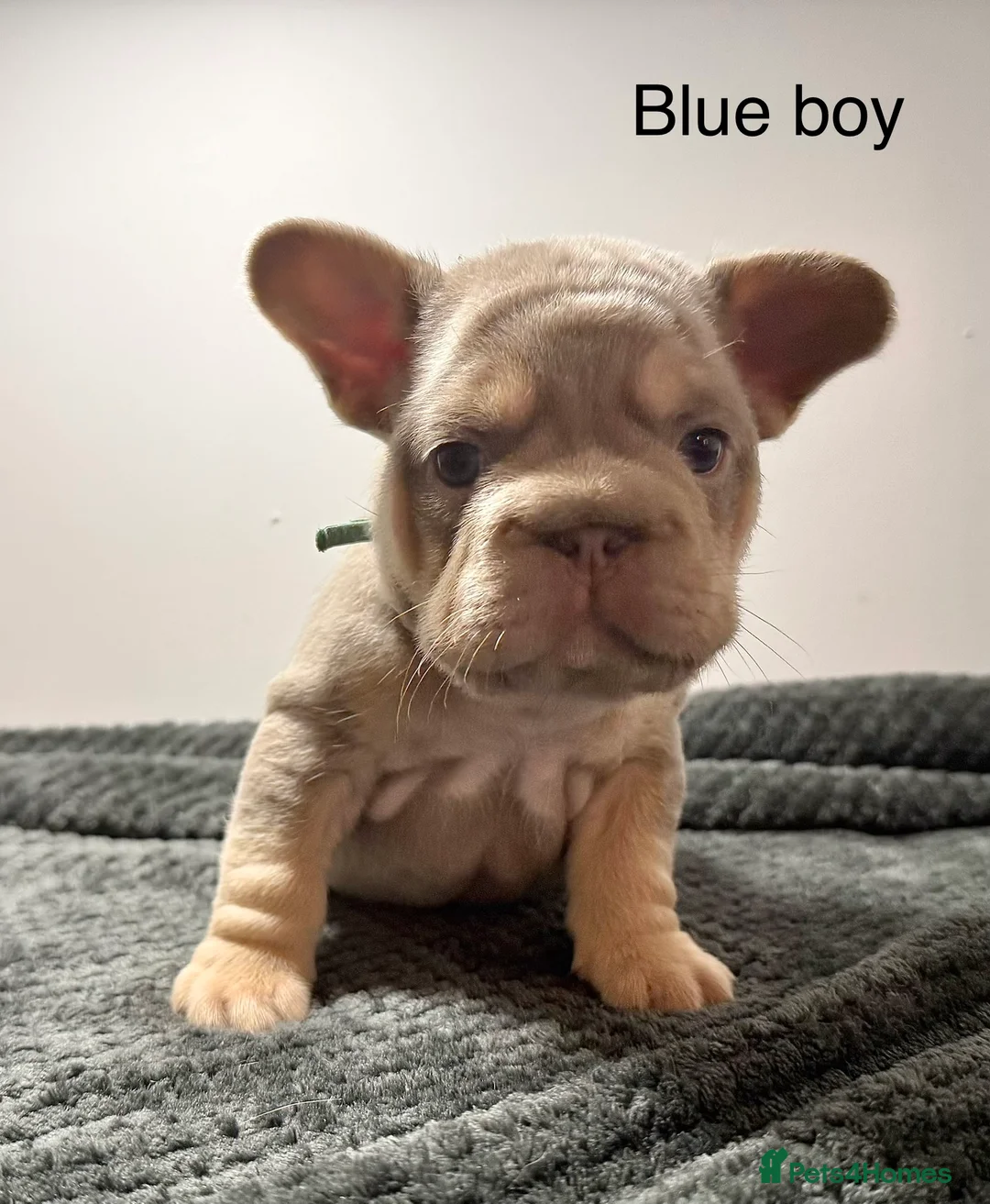 French Bulldog dogs for sale: Isabella NEWSHADE French bulldogs - Advert 4