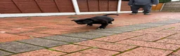 Mixed Breed dogs for sale: Socks in London - Advert 16