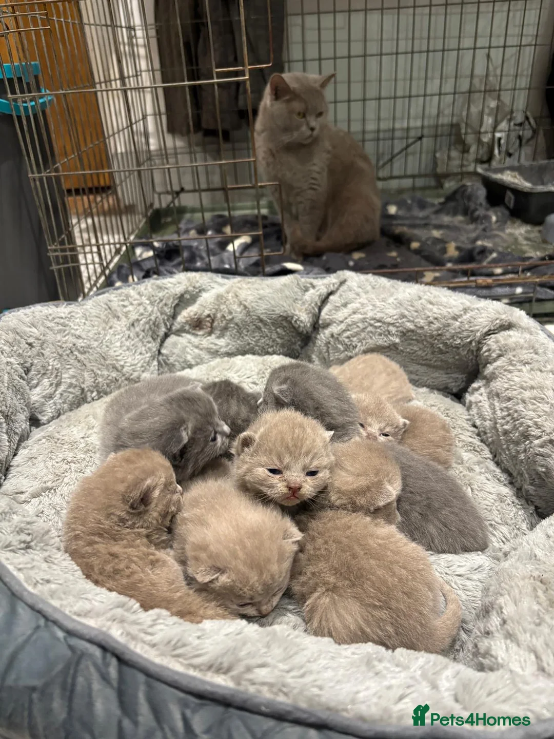 British Shorthair cats for sale: British shorthair kittens 🐈‍⬛ - Advert 3