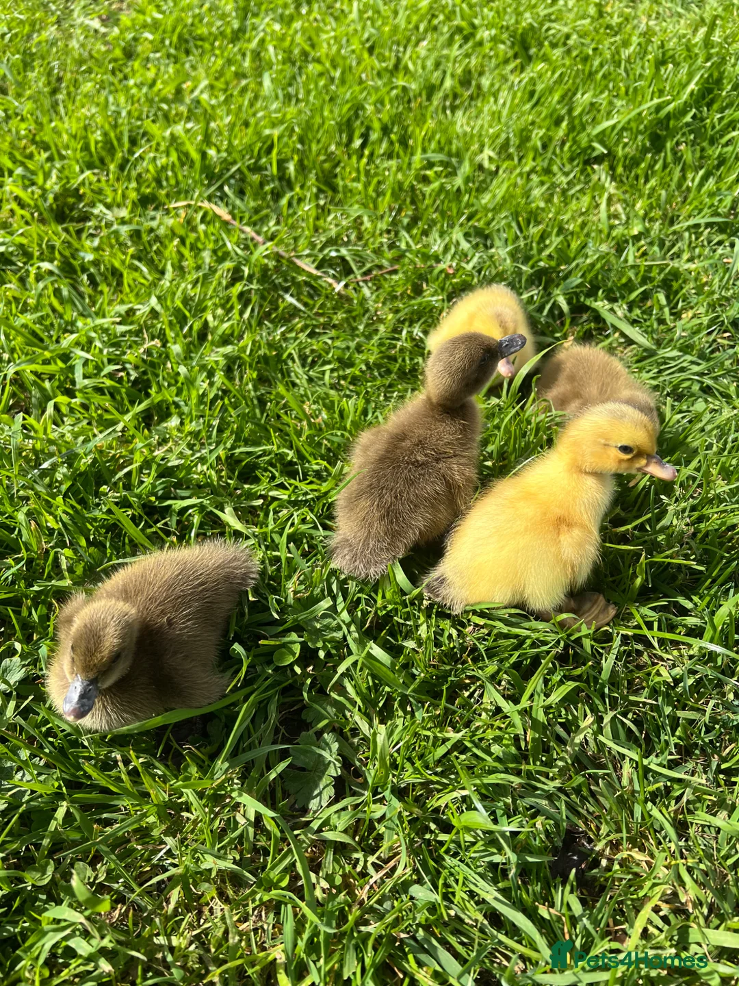 Ducks poultry for sale: *PRE ORDER* PURE BREED Ducklings! - Advert 2