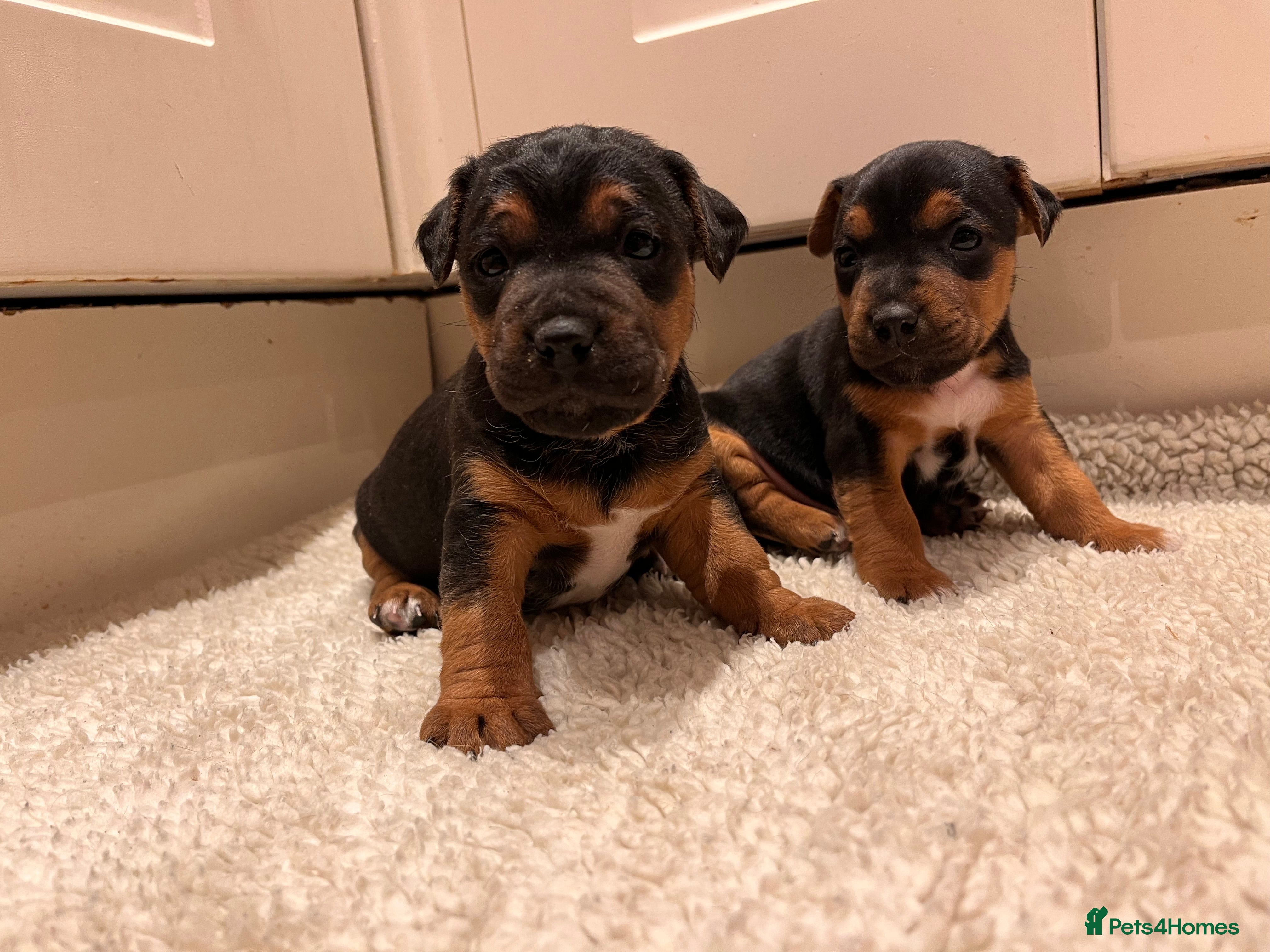 Mixed Breed dogs Stunning Lakeland X Jack Russell Pups  - Advert 3
