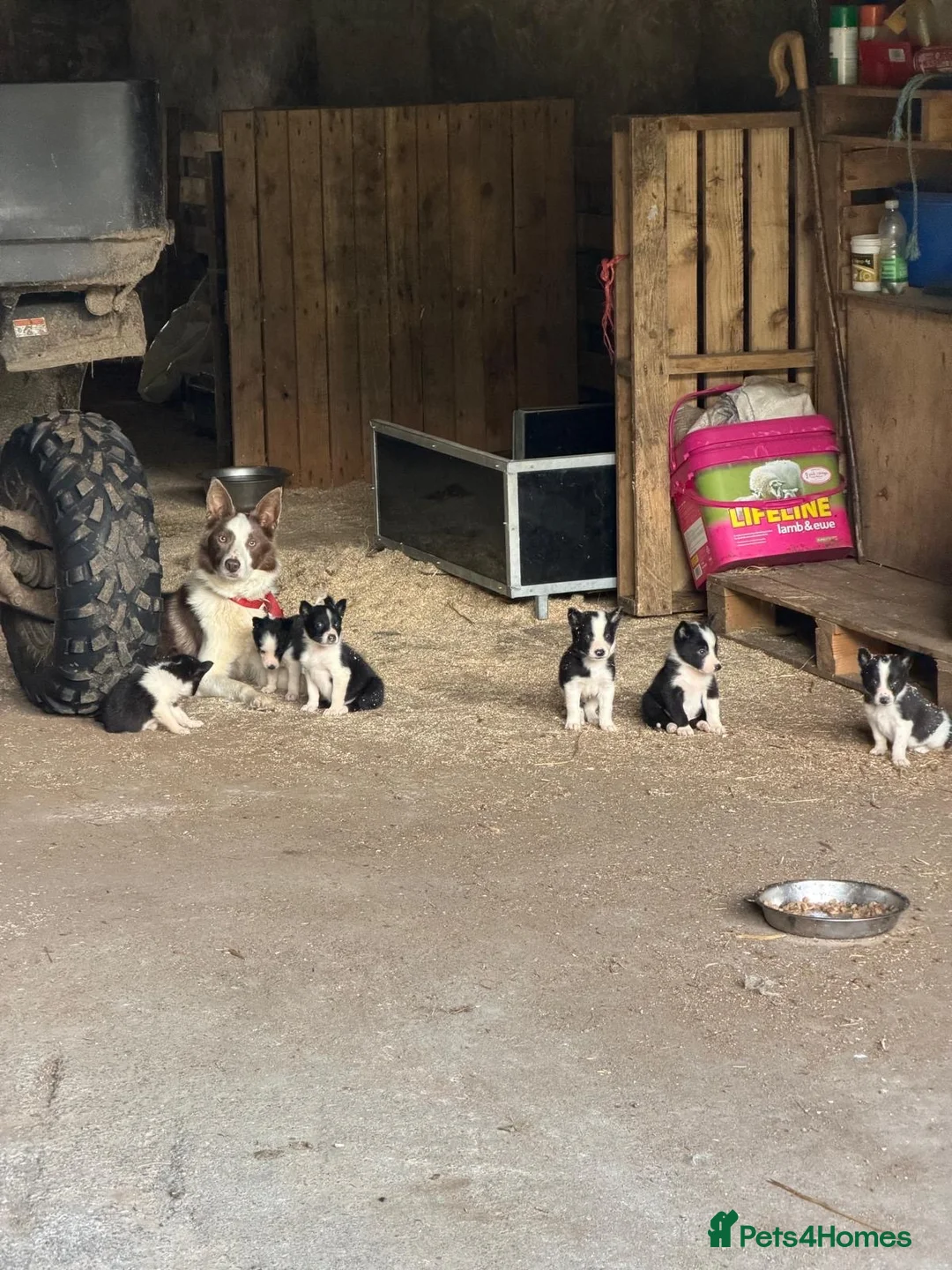 Border Collie dogs for sale: 2 male collie pups  - Advert 1