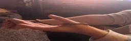Corn Snake reptiles for sale: Corn snake with vivarium - Advert 9