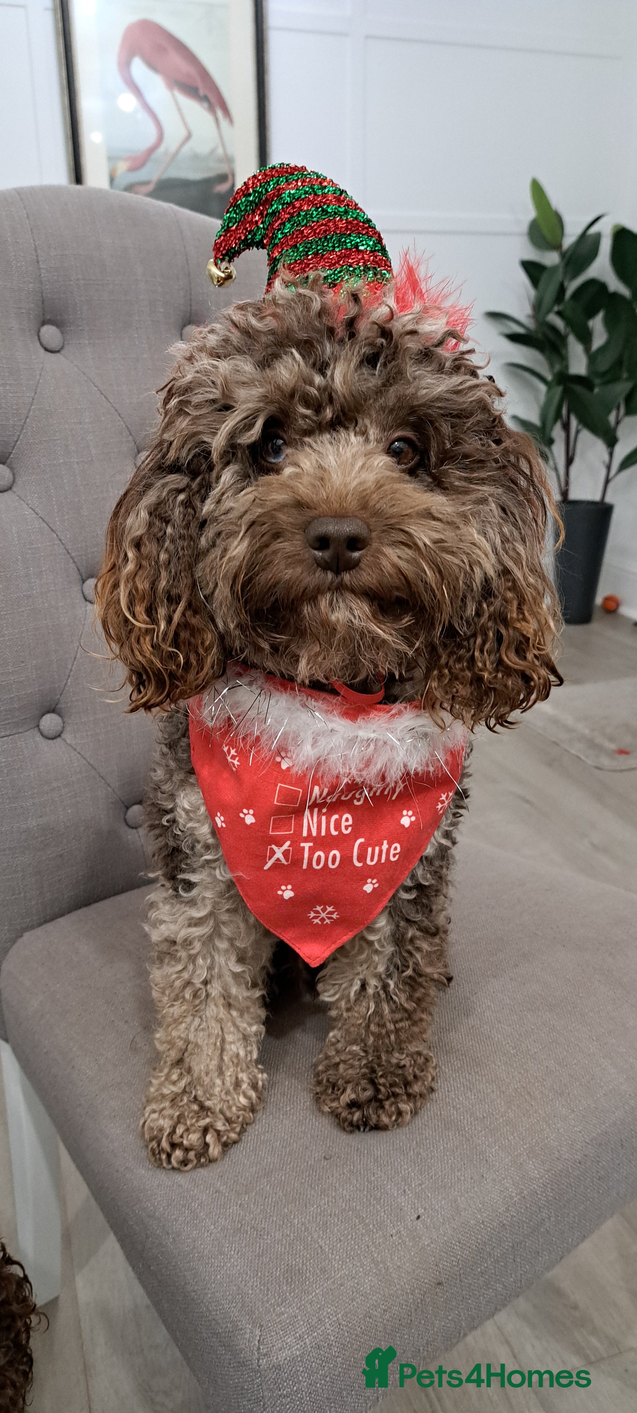 Cockapoo dogs Cockapoo for stud merle DNA health tested, proven  in Bristol - Advert 4