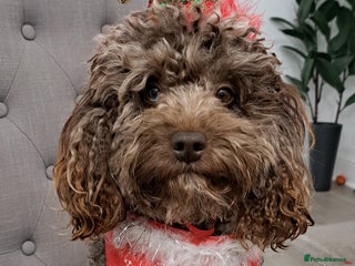 Cockapoo dogs Cockapoo for stud merle DNA health tested, proven in Bristol - Advert 4