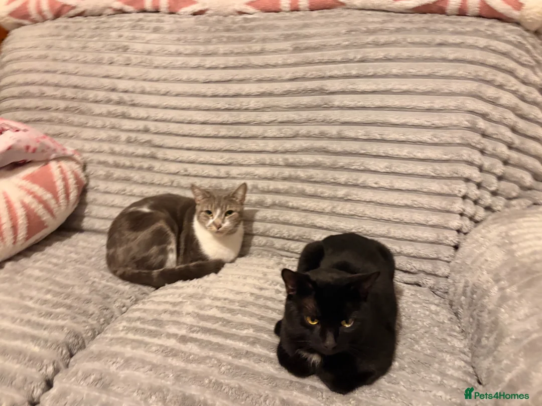 British Shorthair cats for sale: Ollie and Pebble - Advert 1
