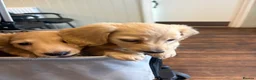 Miniature Dachshund dogs for sale: Pure cream long haired mini dachshunds - Advert 1