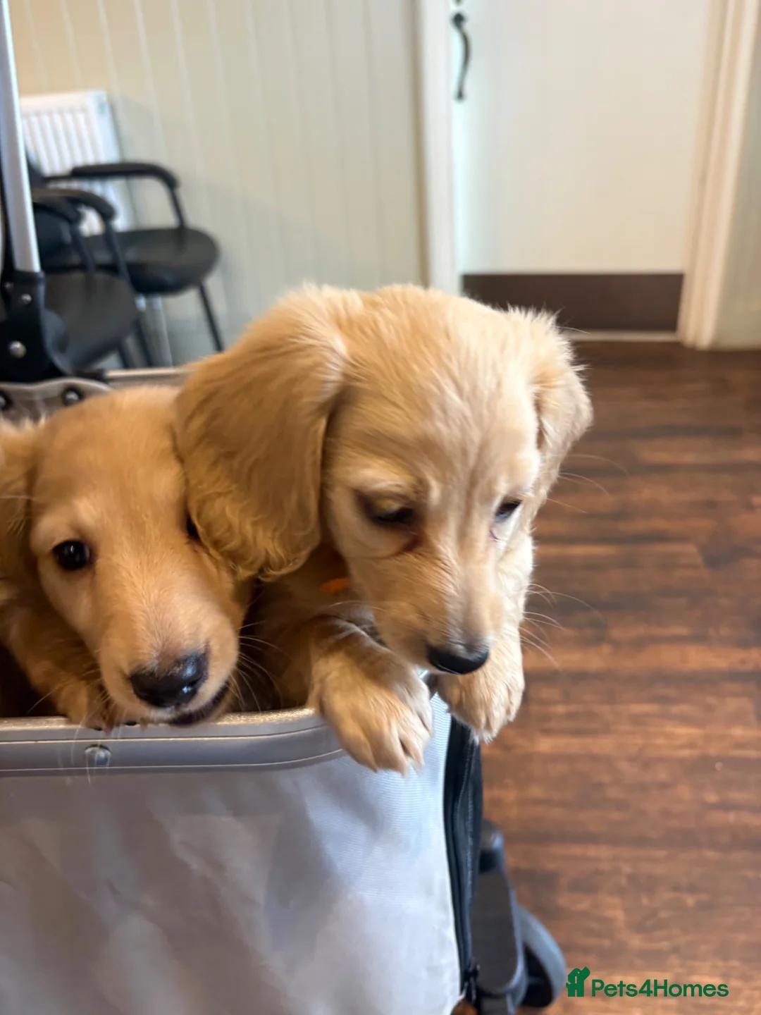 Miniature Dachshund dogs for sale: Pure cream long haired mini dachshunds - Advert 1