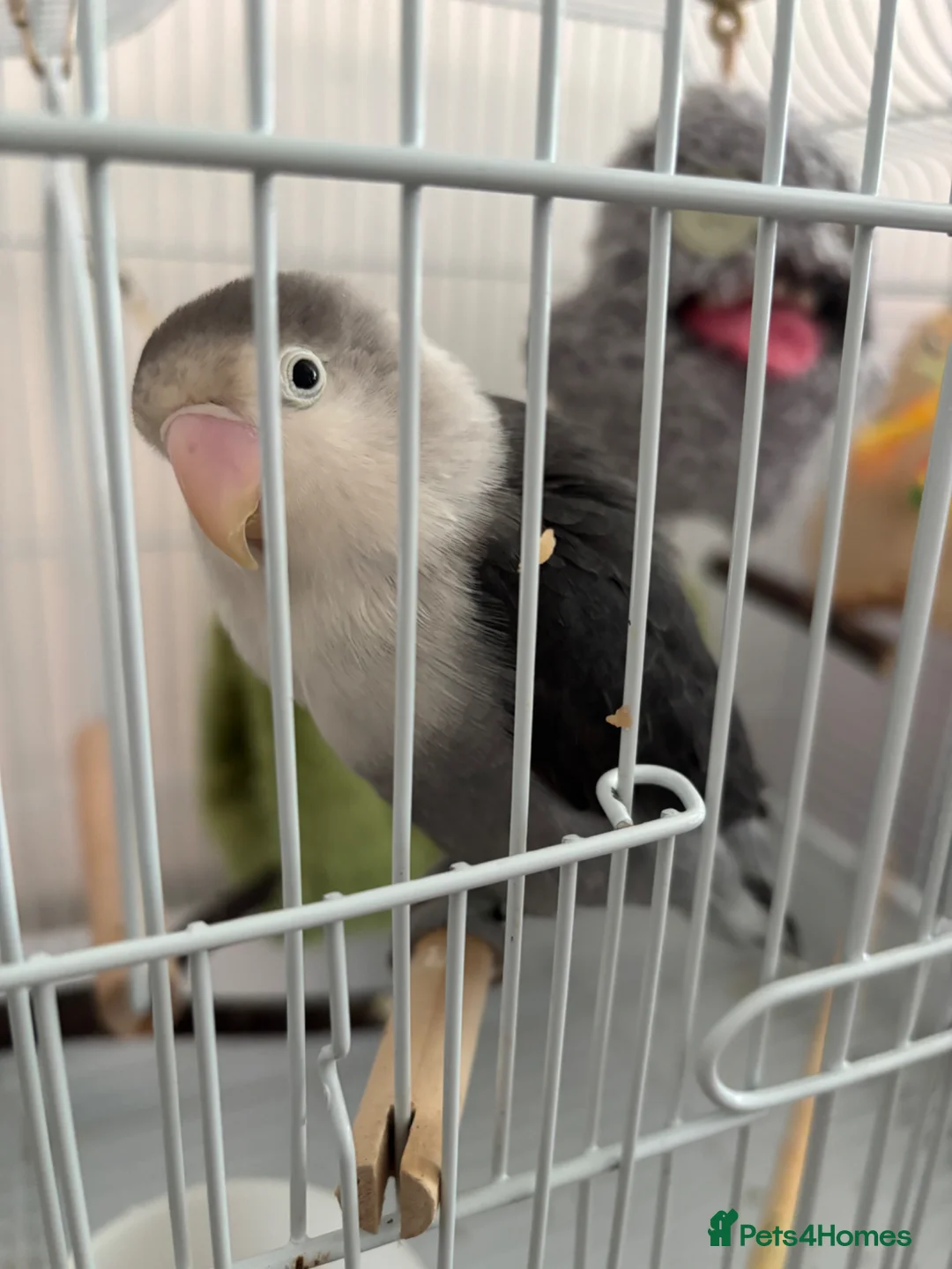 Lovebirds birds for sale: Lovebirds  in Pinner - Advert 2