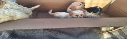 Cockapoo dogs for sale: 5 gorgeous cockapoo puppies - Advert 10