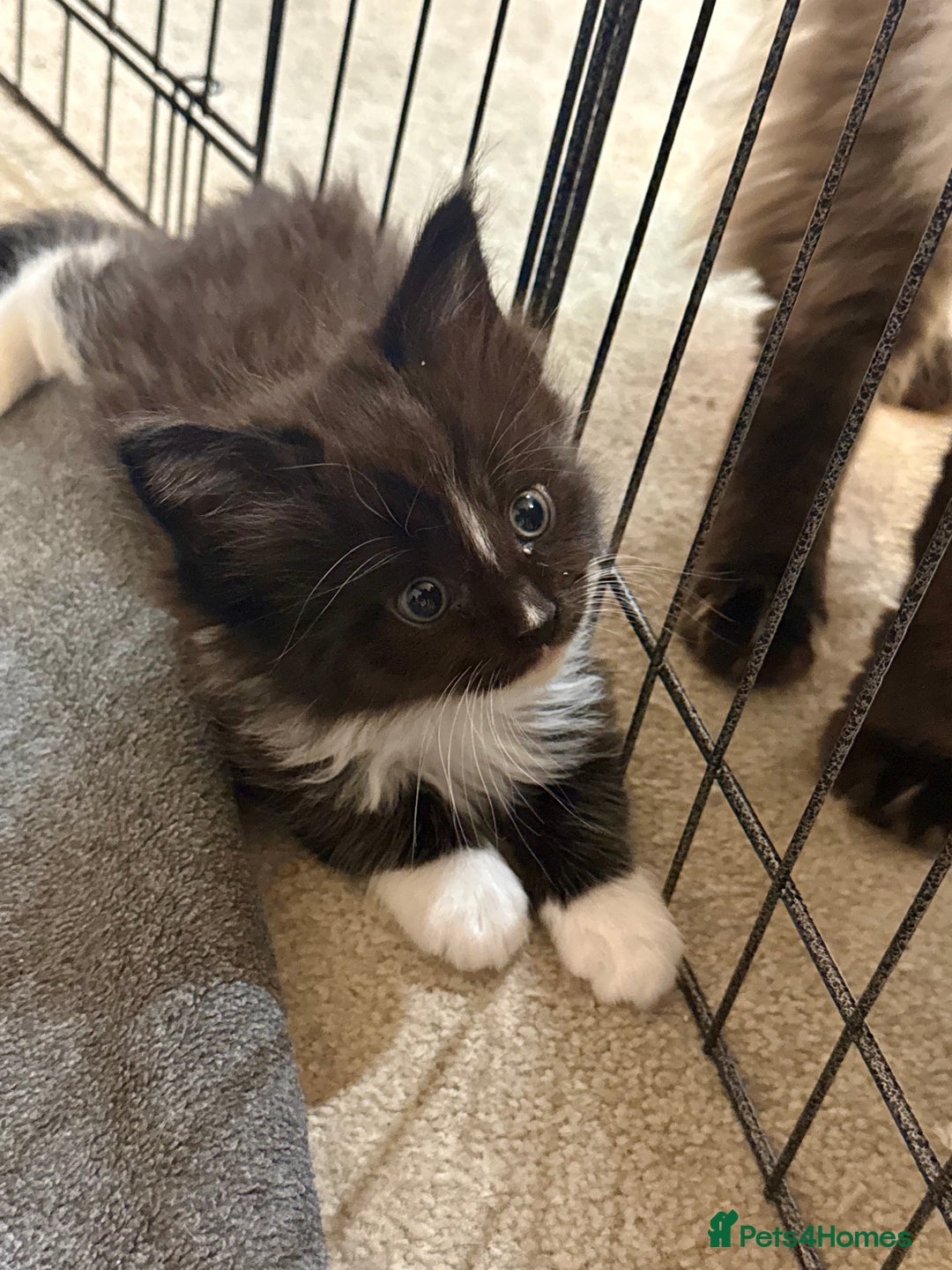 Maine Coon cats for sale:  Adorable Ragdoll x Maine Coon Kittens  - Image 5
