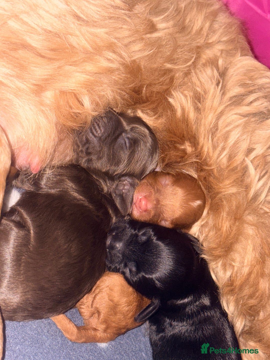 Cockapoo dogs for sale: F2 cockerpoo puppies  - Advert 24