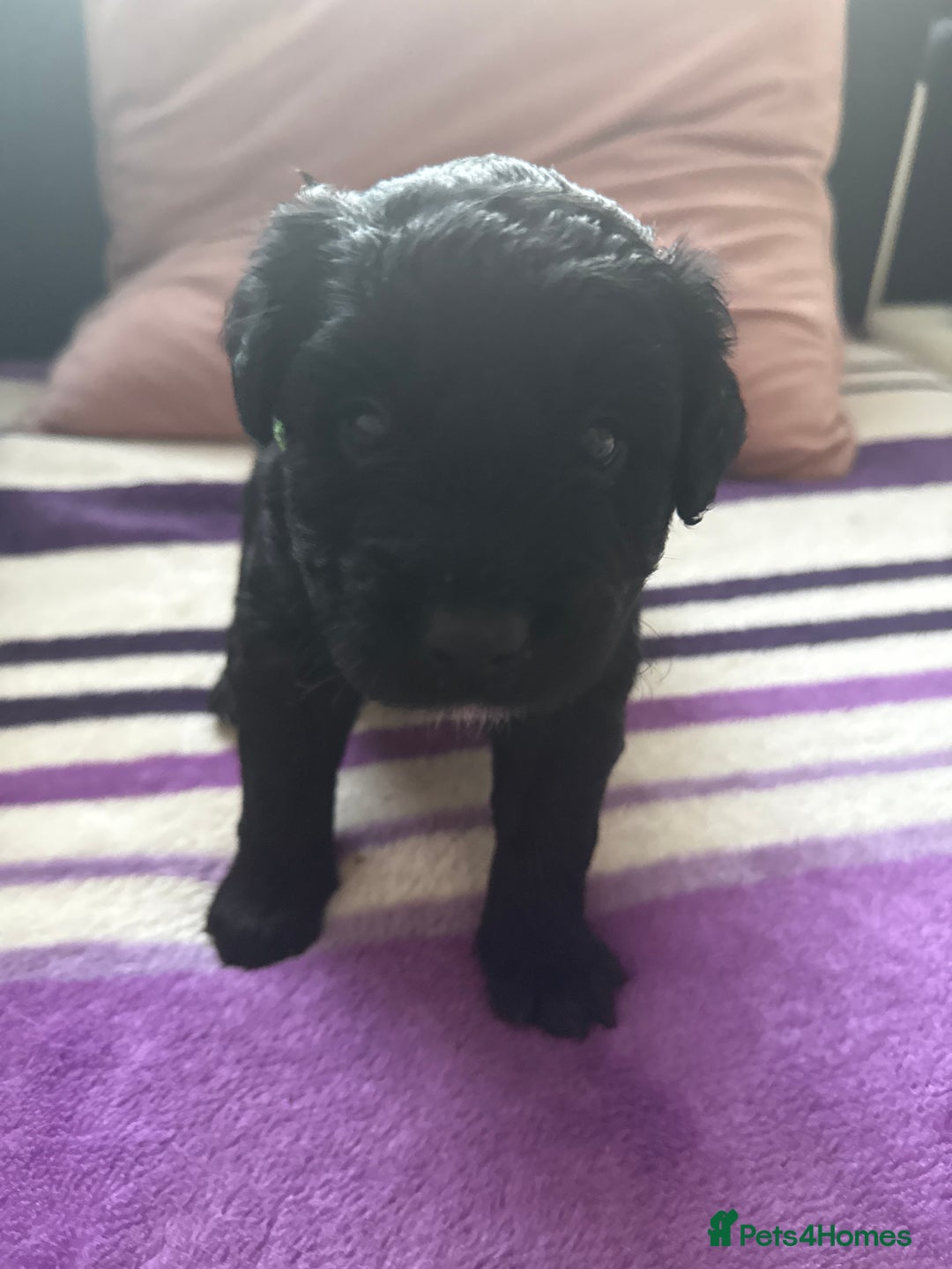 Goldador dogs for sale: Goldador x Labrottie Miniature Puppies for Sale - Advert 9