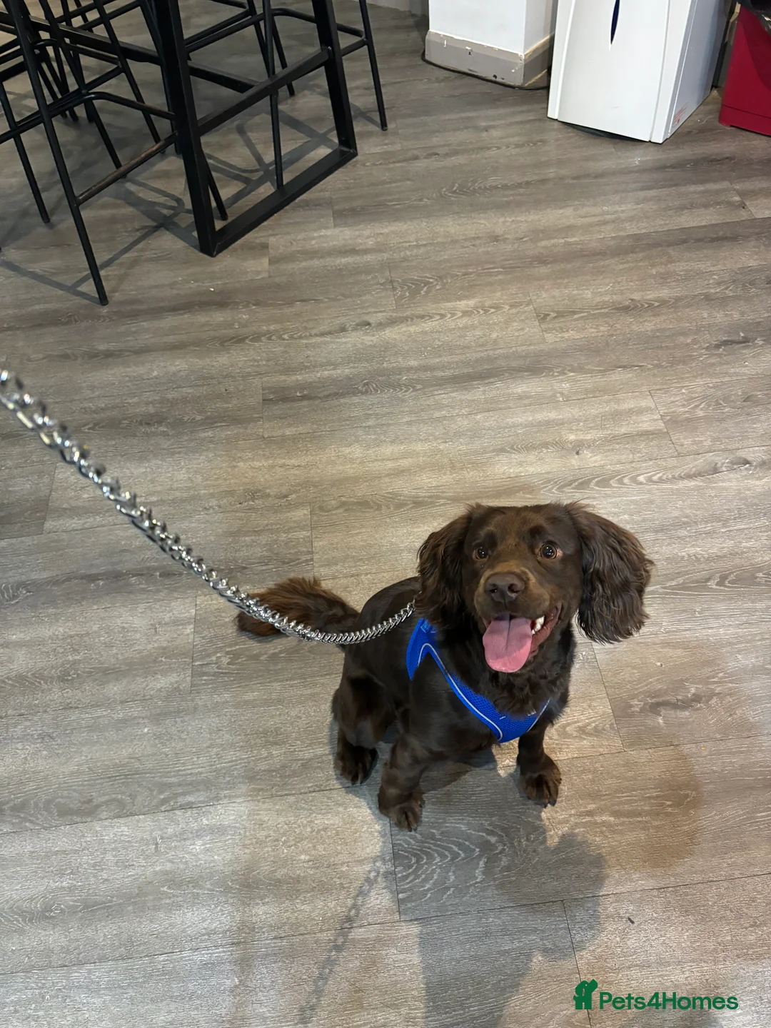 Mixed Breed dogs for sale: cocker spaniel - Advert 2
