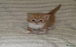 British Shorthair cats for sale: Beautiful unusual British shorthair kittens - Image 21