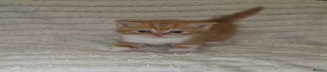 Red bicolour boy (Dante)