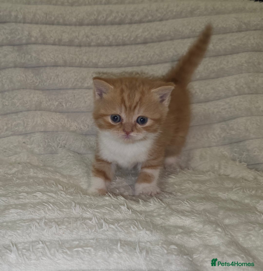 British Shorthair cats for sale: Beautiful unusual British shorthair kittens - Image 21