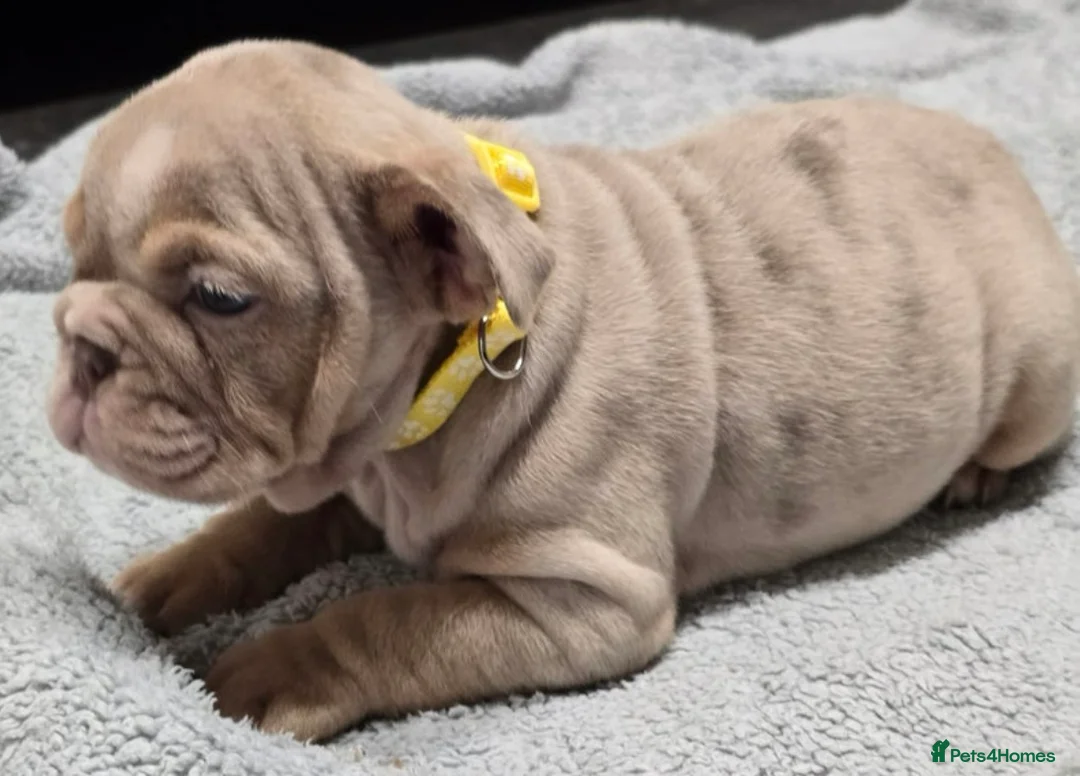 English Bulldog dogs for sale: puppies for sale last 2 girls on near offer  - Advert 3