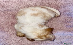 Cocker Spaniel dogs for sale: Cocker Spaniel Pups  - Image 12