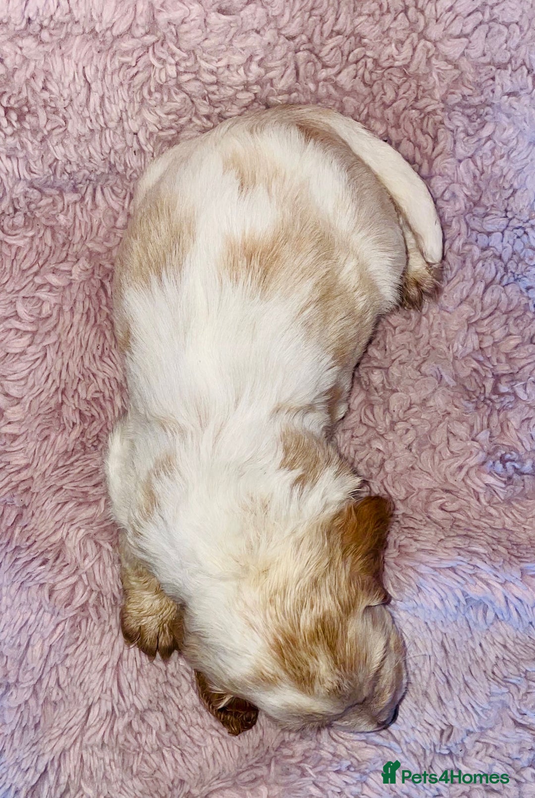 Cocker Spaniel dogs for sale: Cocker Spaniel Pups  - Image 12
