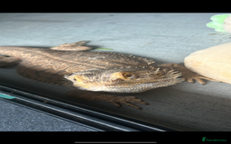 Bearded Dragon reptiles for sale: Bearded dragon  in Newcastle upon Tyne - Image 3