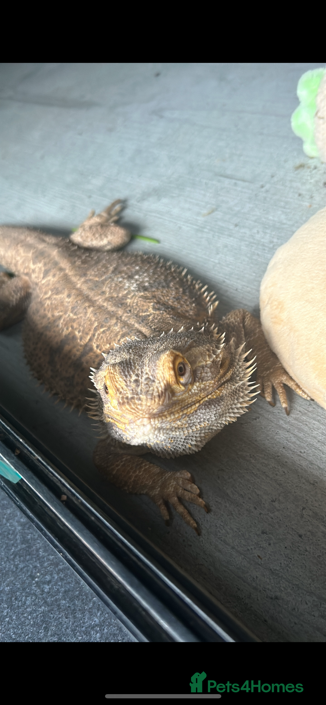 Bearded Dragon reptiles for sale: Bearded dragon  in Newcastle upon Tyne - Image 3