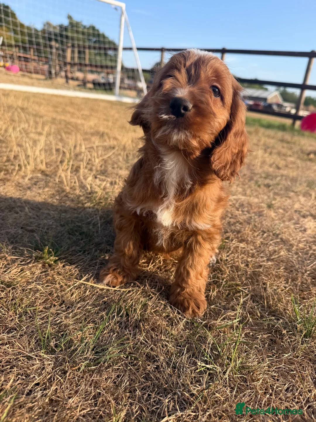 Cockapoo dogs for sale: Cockapoo pups - Advert 1