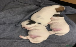 Jack Russell dogs for sale: KC Registered Jack Russell Puppies - Image 1