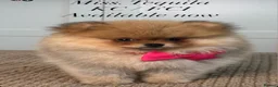 Pomeranian dogs for sale: KC Pomeranians tiny little bears 🐻 Ready Now  - Advert 19