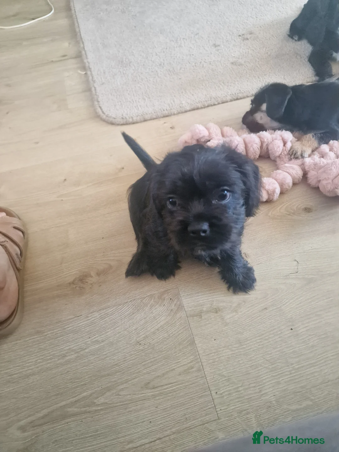 Mixed Breed dogs for sale: 2 beautiful frenshipoo boys - Advert 2