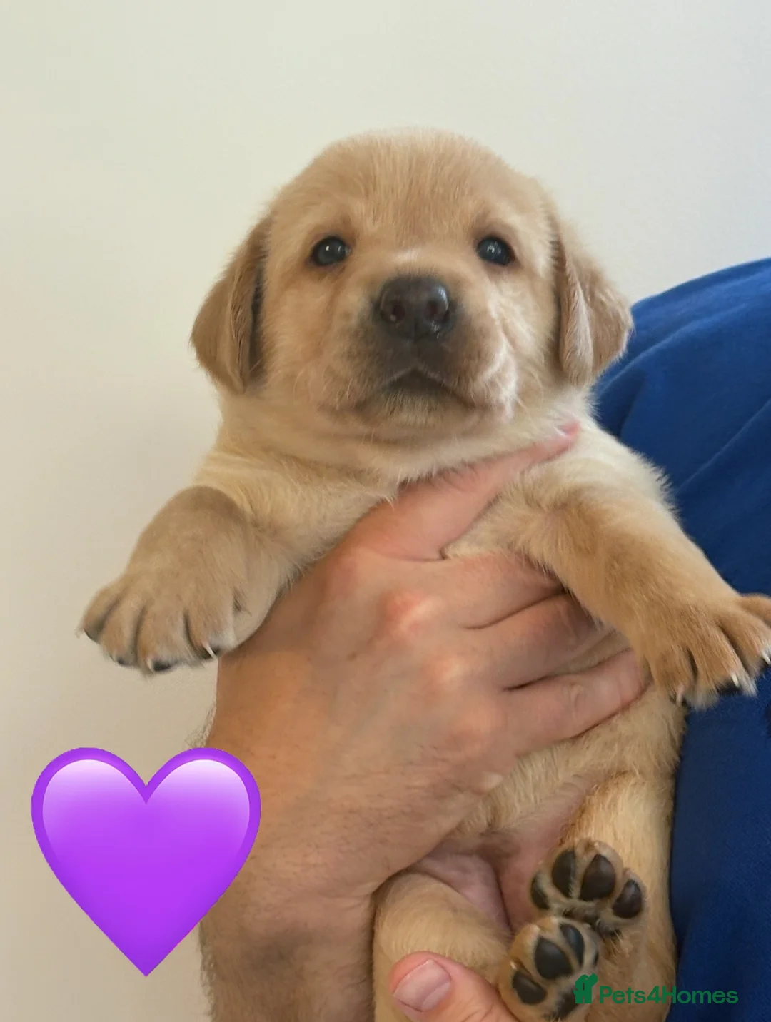 Labrador Retriever dogs for sale: Beautiful chunky KC reg Lab bitch 1 remaining 💛  - Advert 18