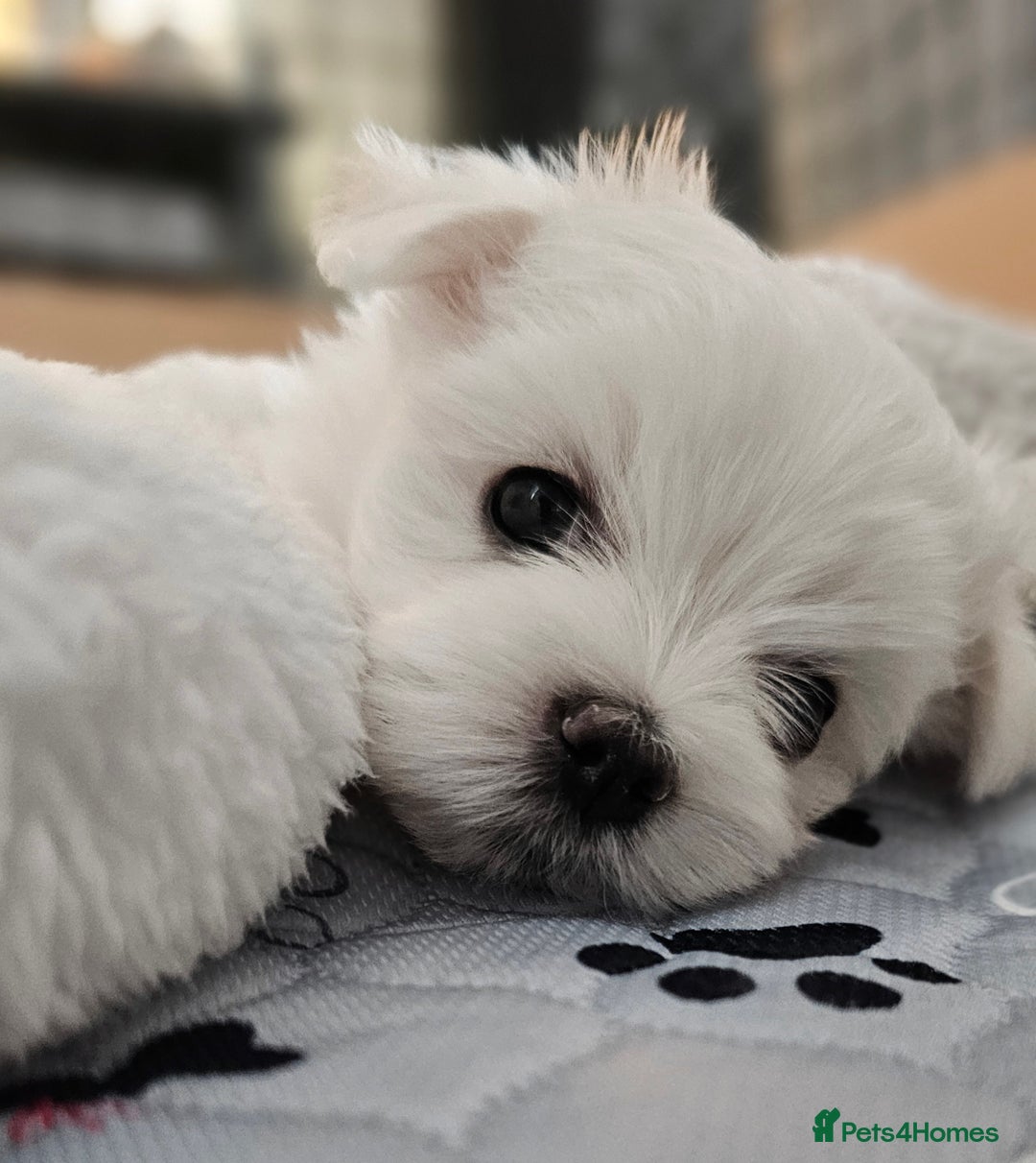 Maltese dogs for sale: Beautiful Maltese – KC, korean-Champion Bloodline - Image 8