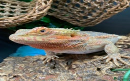 Dragon reptiles for sale: Mia the Beautiful bearded dragon  - Image 5
