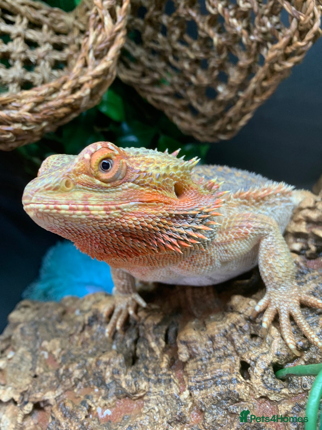 Dragon reptiles for sale: Mia the Beautiful bearded dragon  - Image 5