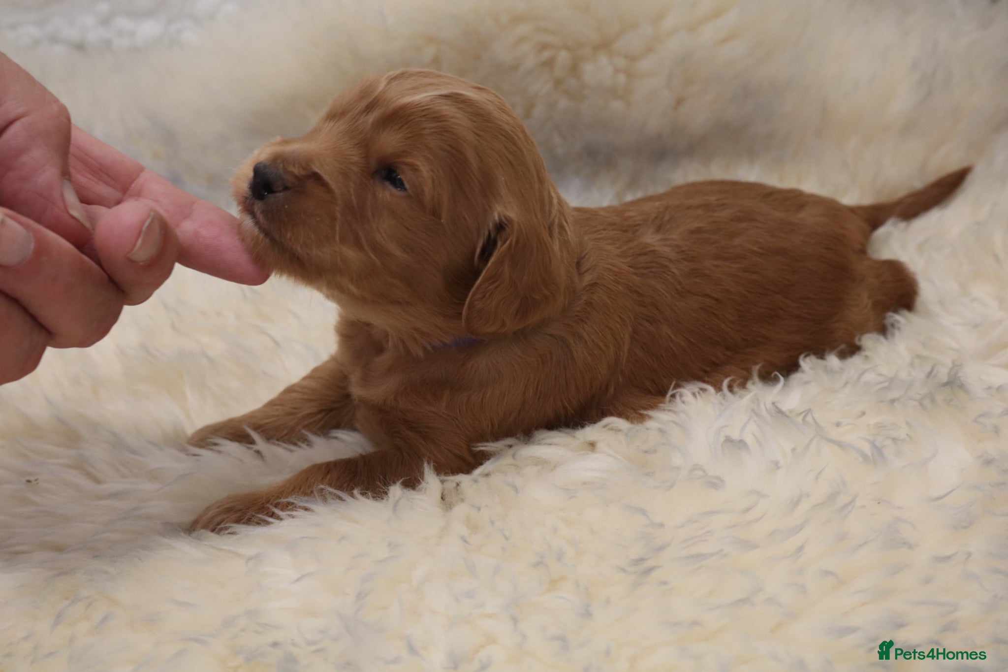 Cockapoo dogs ELITE COCKAPOOS LICENSED 5* BREEDERS - Advert 1