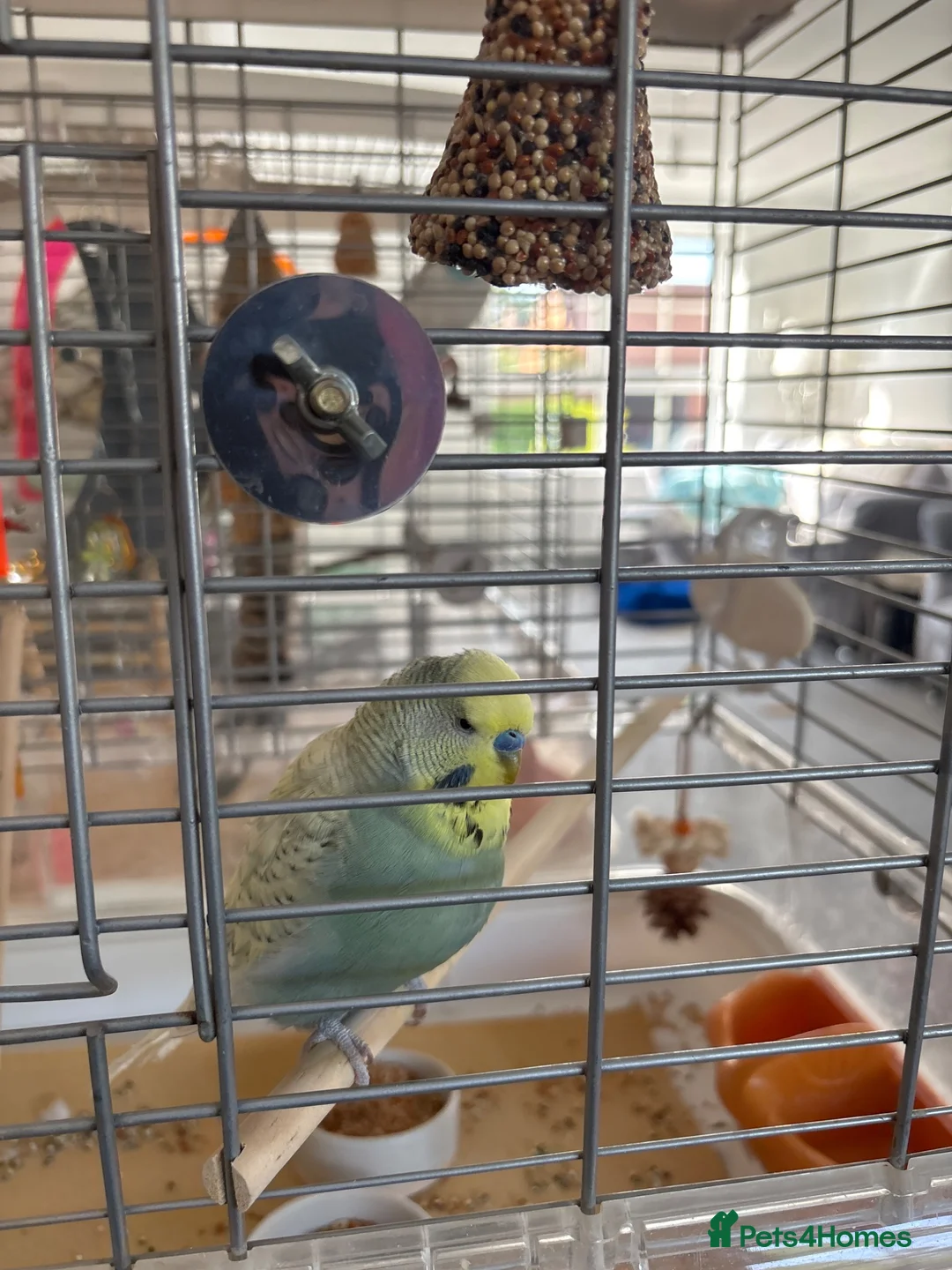 Budgerigars birds for sale: Budgie  in Southampton - Advert 1