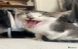 Domestic Shorthair cats for sale: beautiful tabby and white girl - Image 2