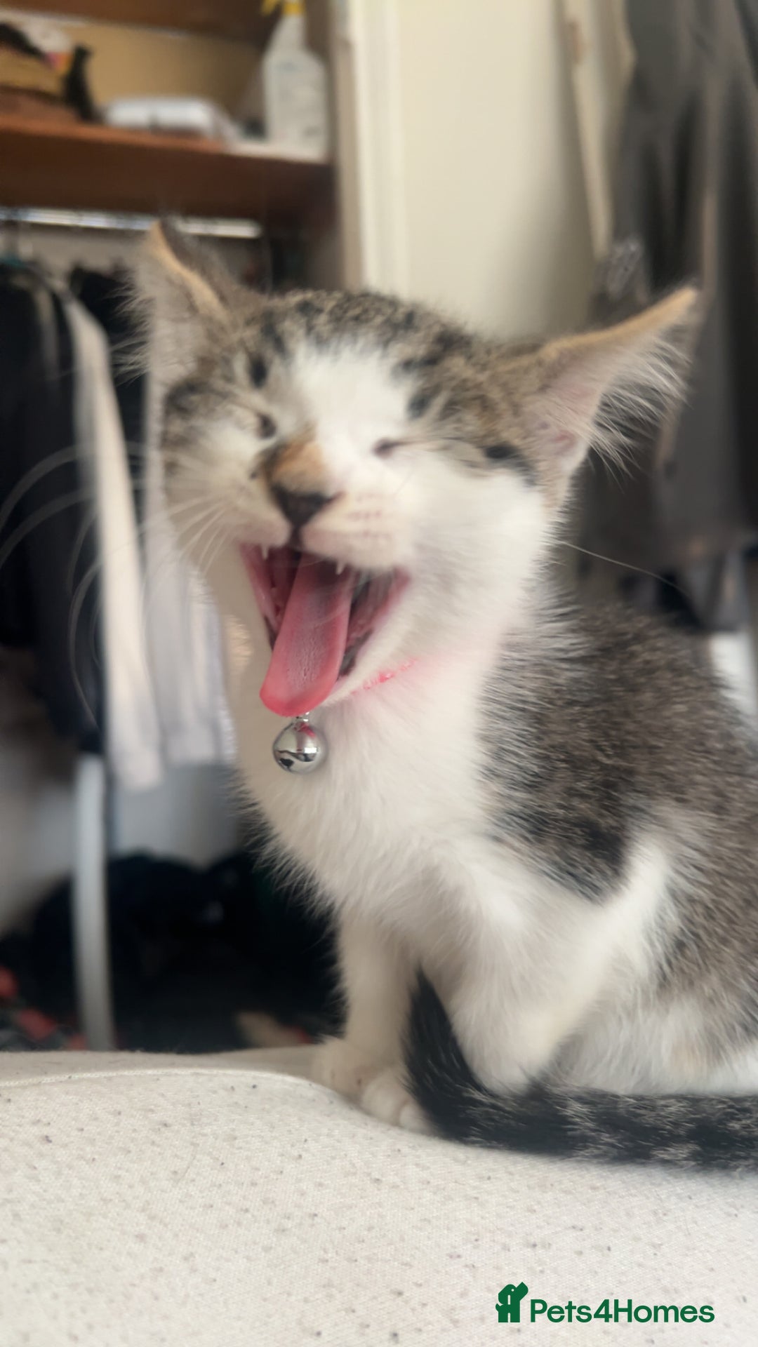 Domestic Shorthair cats for sale: beautiful tabby and white girl - Image 2