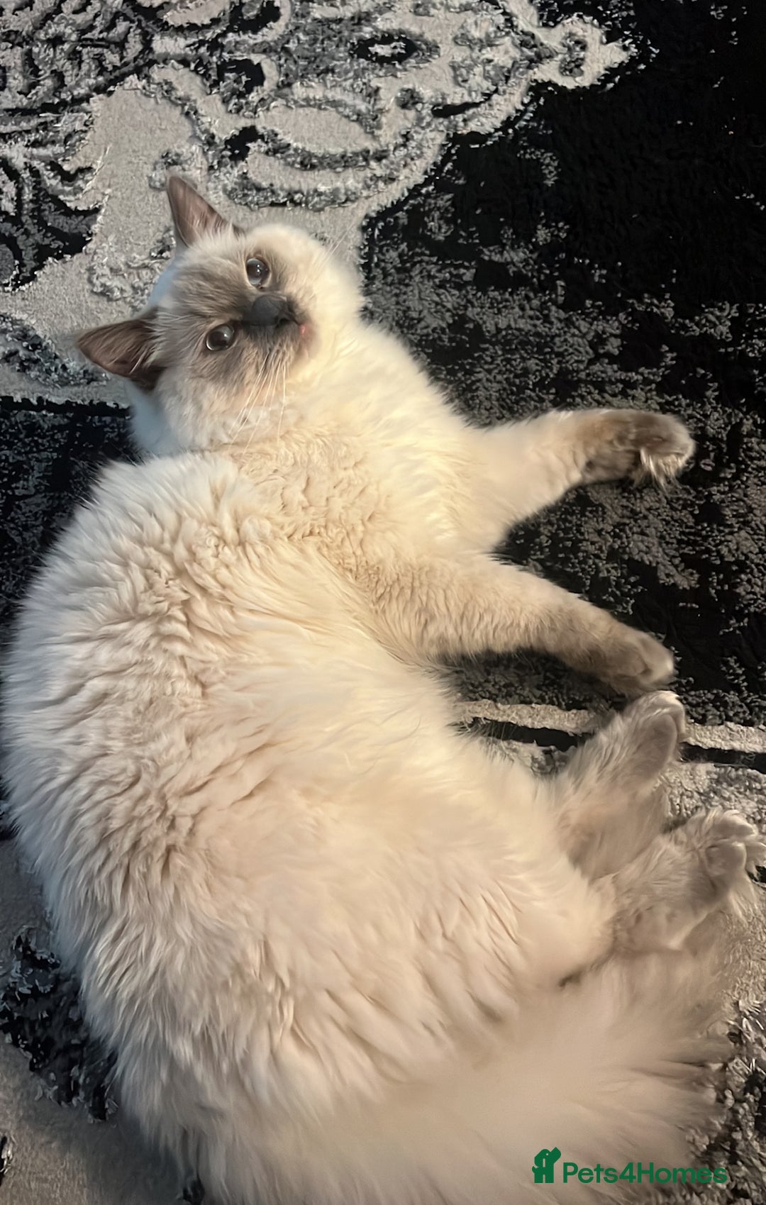 Ragdoll cats for sale: Pure Blue Point Ragdoll Male  - Image 5