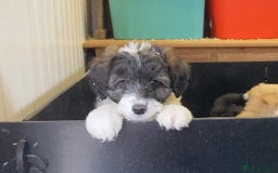 Mixed Breed dogs for sale: Bearded Collie Cross Miniature Poodle Puppies - Image 7