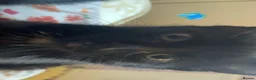 Mixed Breed cats for sale: All black mixed breed kittens - Advert 4